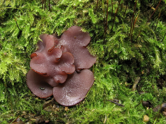 vrtidlovka veľkovýtrusná Ascocoryne cylichnium (Tul.) Korf