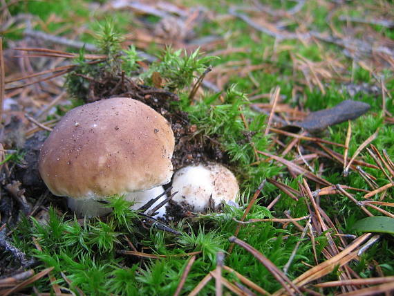 hríb smrekový Boletus edulis Bull.