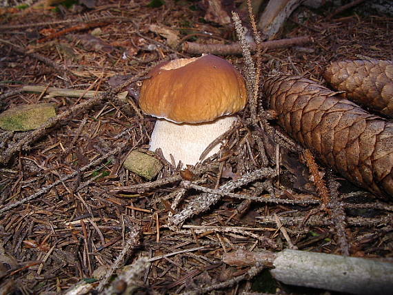 hríb smrekový Boletus edulis Bull.