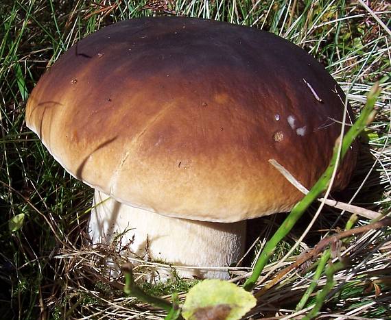 hríb smrekový Boletus edulis Bull.