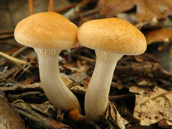 strmuľka Clitocybe sp.