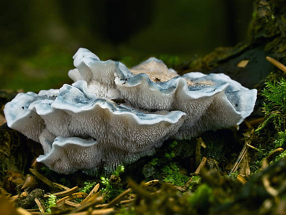 šťavnatec modrastý Cyanosporus caesius (Schrad.) McGinty