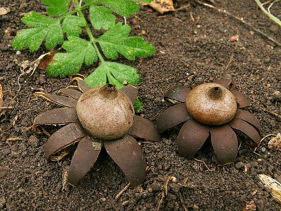 hviezdovka bradavičnatá Geastrum corollinum (Batsch) Hollós