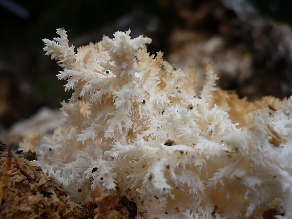 koralovec bukový Hericium coralloides (Scop.) Pers.