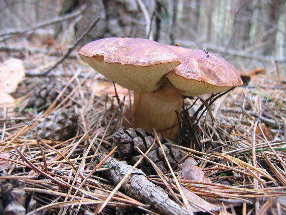 suchohríb hnedý Imleria badia (Fr.) Vizzini