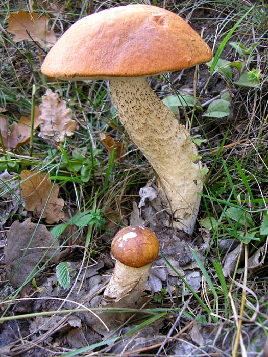 kozák osikový Leccinum albostipitatum den Bakker & Noordel.