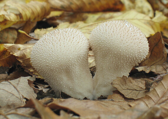 prášnica bradavičnatá Lycoperdon perlatum Pers.