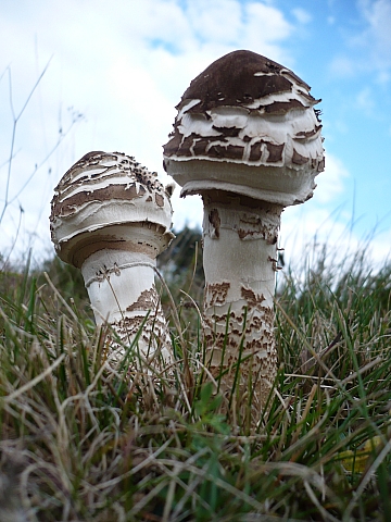 bedľa vysoká Macrolepiota procera (Scop.) Singer