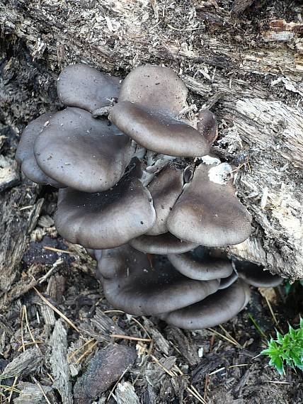 hliva ustricovitá Pleurotus ostreatus (Jacq.) P. Kumm.