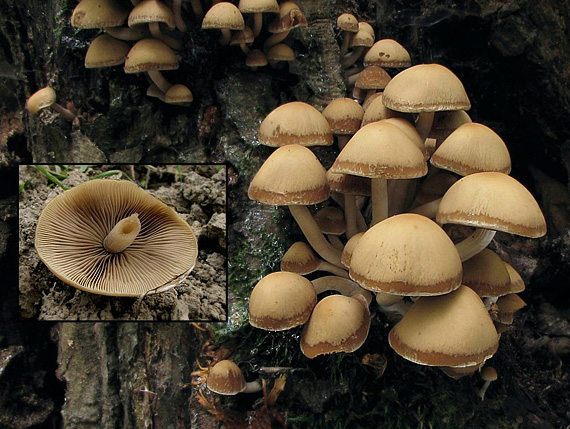 drobuľka vodomilná Psathyrella piluliformis (Bull.) P.D. Orton