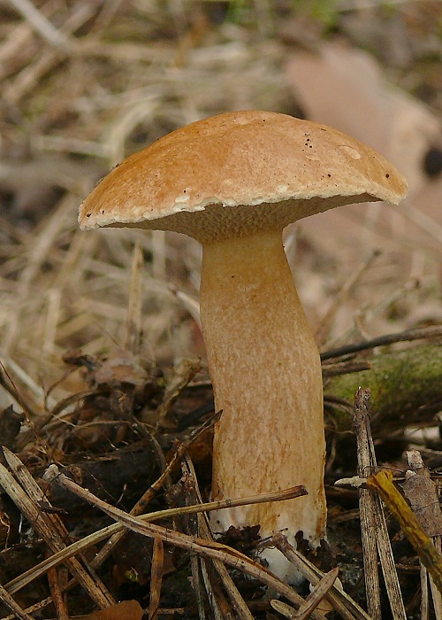 masliak kravský Suillus bovinus (Pers.) Roussel