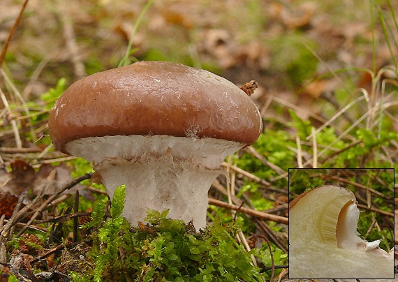 masliak obyčajný Suillus luteus (L.) Roussel