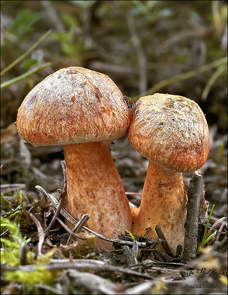 masliak tridentský Suillus tridentinus (Bres.) Singer