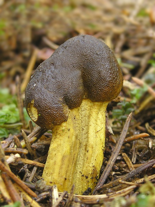 žezlovka hlavičkatá Tolypocladium capitatum (Holmsk.) Quandt, Kepler & Spatafora