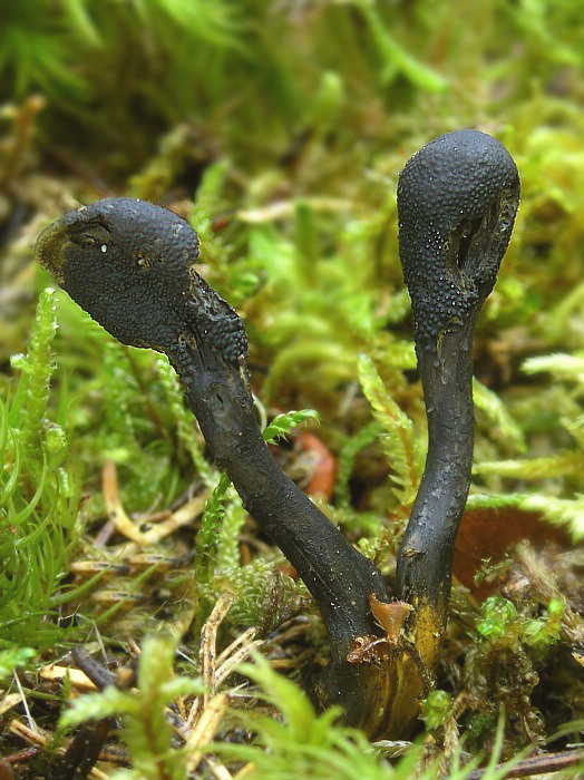 žezlovka srnková Tolypocladium ophioglossoides (J.F. Gmel.) Quandt, Kepler & Spatafora