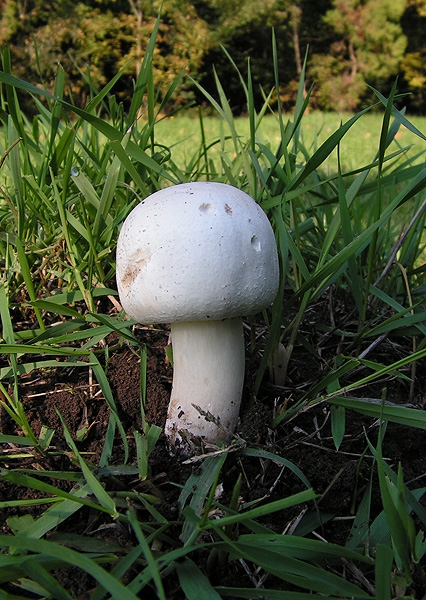 pečiarka páchnuca Agaricus xanthodermus Genev.