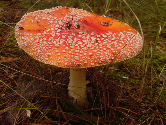 muchotrávka červená Amanita muscaria (L.) Lam.