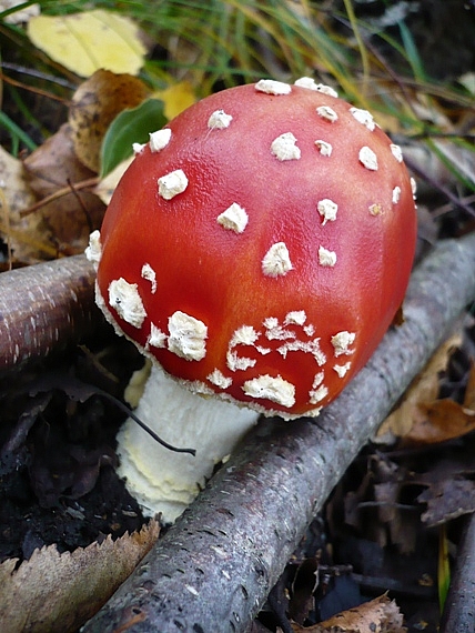 muchotrávka červená Amanita muscaria (L.) Lam.