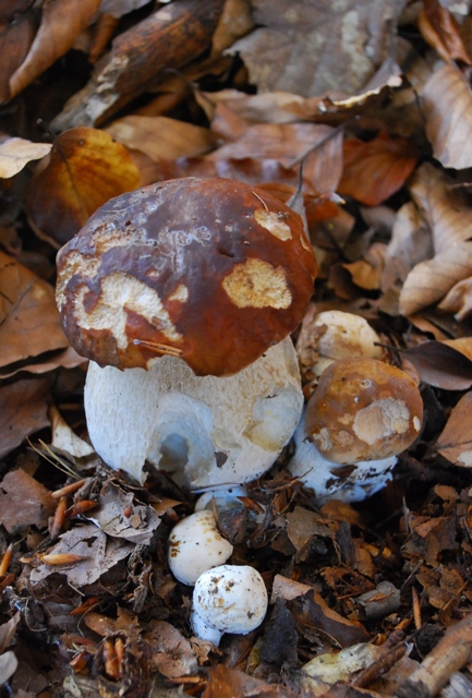 hriby smrekove pätica:-) Boletus edilus