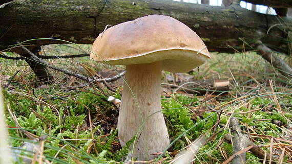 hríb smrekový Boletus edulis Bull.