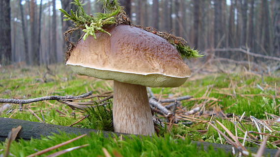 hríb smrekový Boletus edulis Bull.