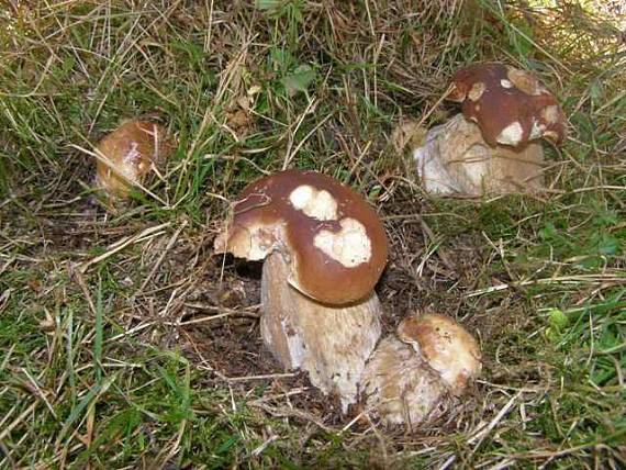 hríb smrekový Boletus edulis Bull.