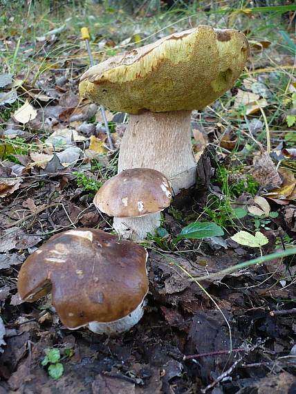 hríb smrekový Boletus edulis Bull.