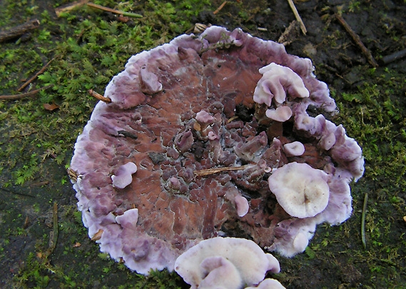 pevníkovec purpurový Chondrostereum purpureum (Pers.) Pouzar