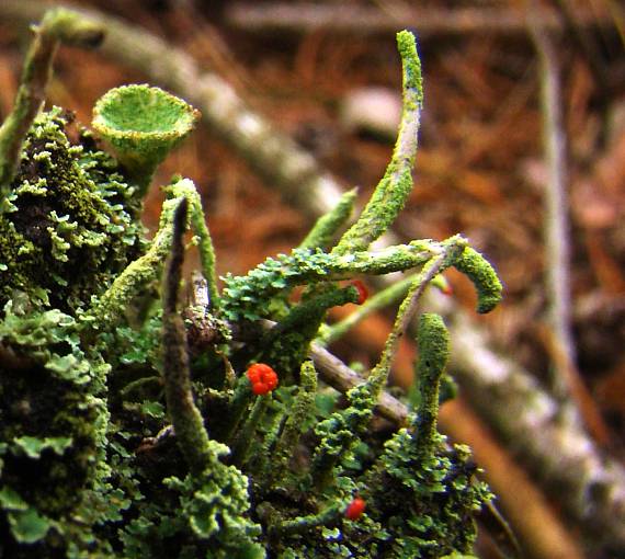 dutohlávka pohárikovitá Cladonia pyxidata