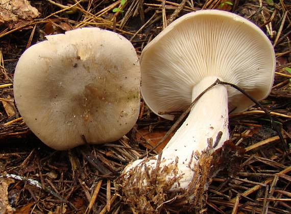 strmuľka inovaťová Clitocybe nebularis (Batsch) P. Kumm.