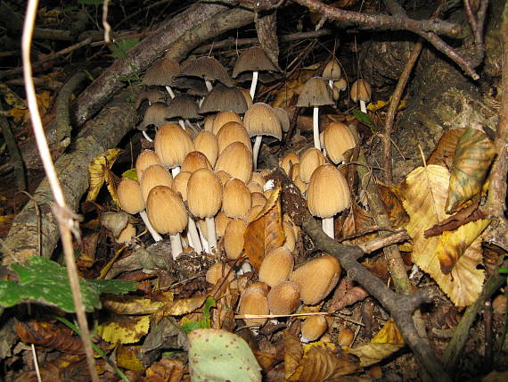 hnojník ligotavý Coprinellus micaceus (Bull.) Vilgalys, Hopple & Jacq. Johnson