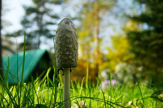 hnojník obyčajný Coprinus comatus (O.F. Müll.) Pers.