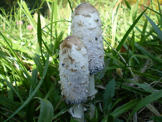 hnojník obyčajný Coprinus comatus (O.F. Müll.) Pers.