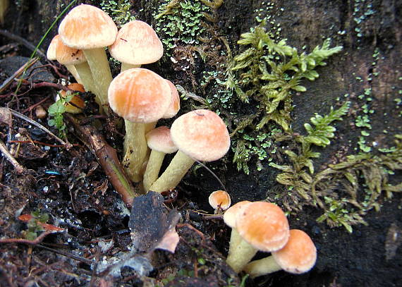 strapcovka tehlovočervená ? Hypholoma lateritium (Schaeff.) P. Kumm.