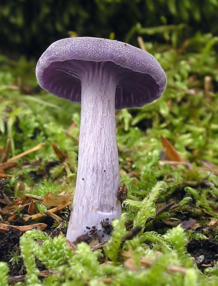 lakovka ametystová Laccaria amethystina (Huds.) Cooke