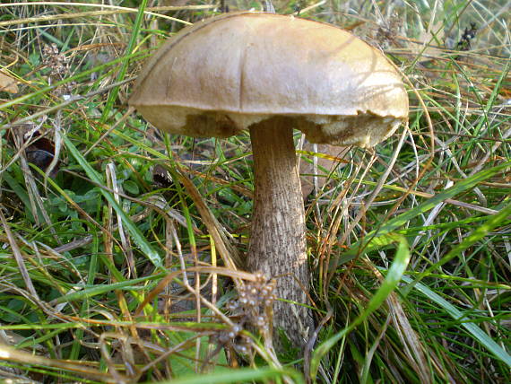 kozák brezový Leccinum scabrum (Bull.) Gray