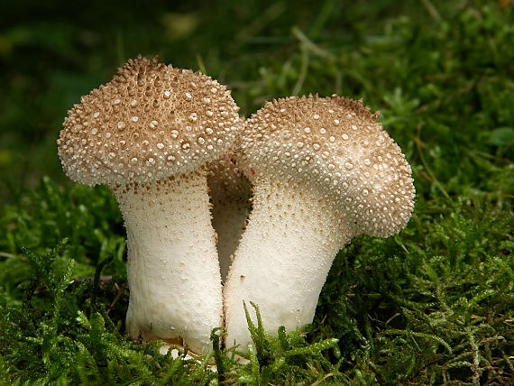 prášnica bradavičnatá Lycoperdon perlatum Pers.