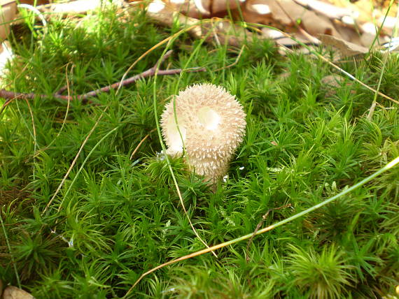 prášnica bradavičnatá Lycoperdon perlatum Pers.