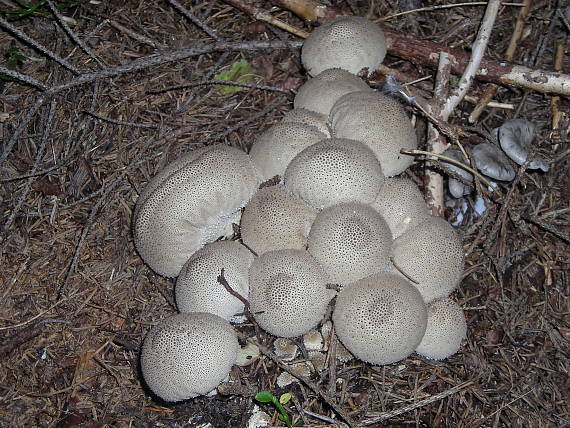 hniezdočko Lycoperdon umbrinum Hornem.