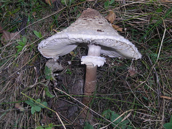 bedľa Macrolepiota