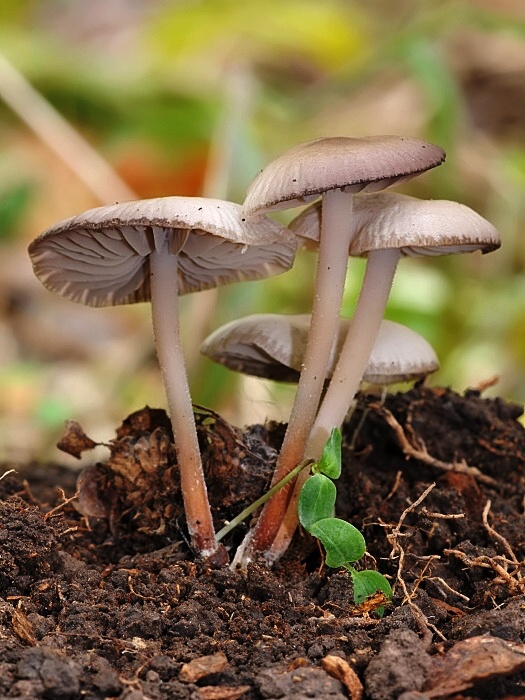 tanečnica fialovosivá Marasmius wynneae Berk. & Broome