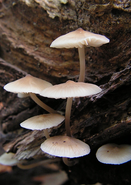 prilbička mliečna Mycena galopus (Pers.) P. Kumm.