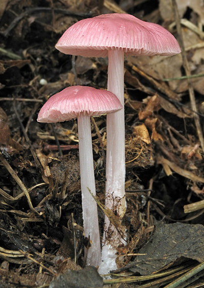 prilbička ružovkastá Mycena rosea Gramberg