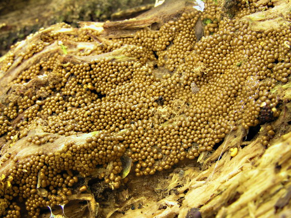 slizovka Myxomycetes