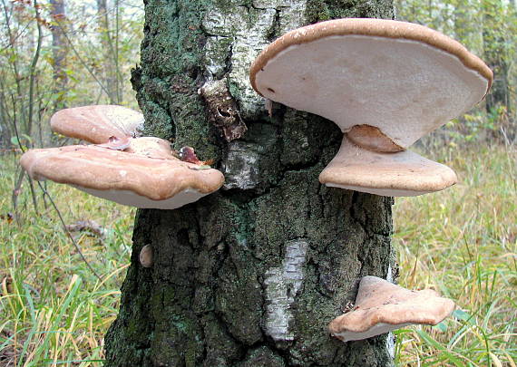 brezovník  Piptoporus sp.