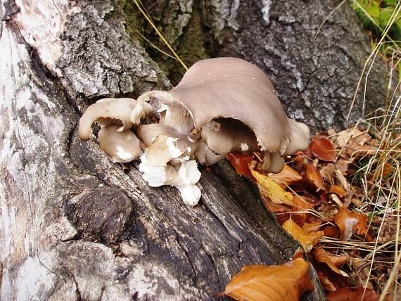 hliva ustricovitá Pleurotus ostreatus (Jacq.) P. Kumm.