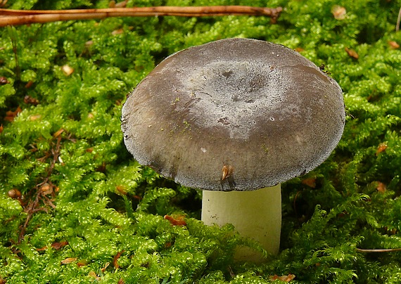 plávka modrozelená Russula parazurea Jul. Schäff.