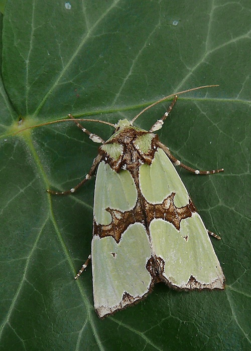 sivkavec malachitový Staurophora celsia