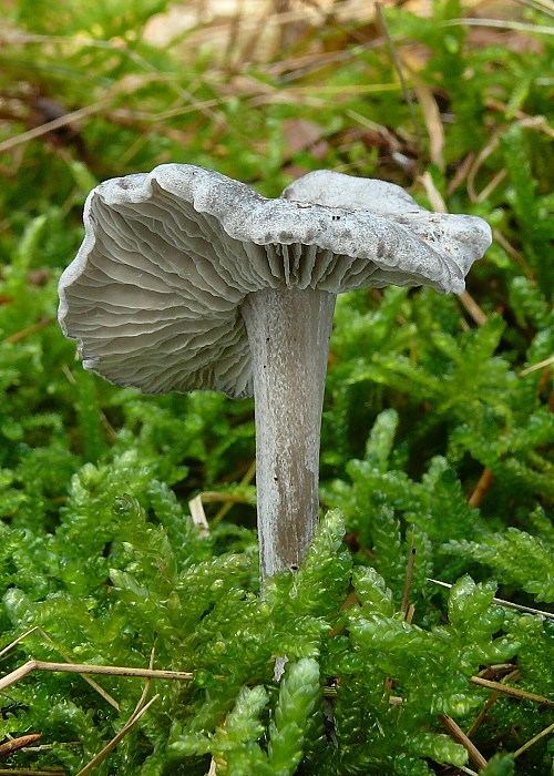 sivolupeňovka Tephrocybe rancida (Fr.) Donk