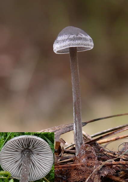 sivolupeňovka Tephrocybe rancida (Fr.) Donk